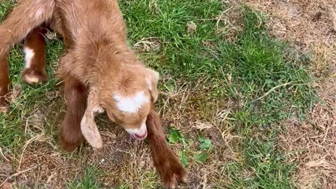Baby Goats Nap Peacefully In Odd Positions