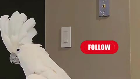 laughter is the best medicine — just watch this parrot! 😂