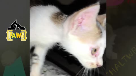 27th July Kitten Vlogs Patch & Alt