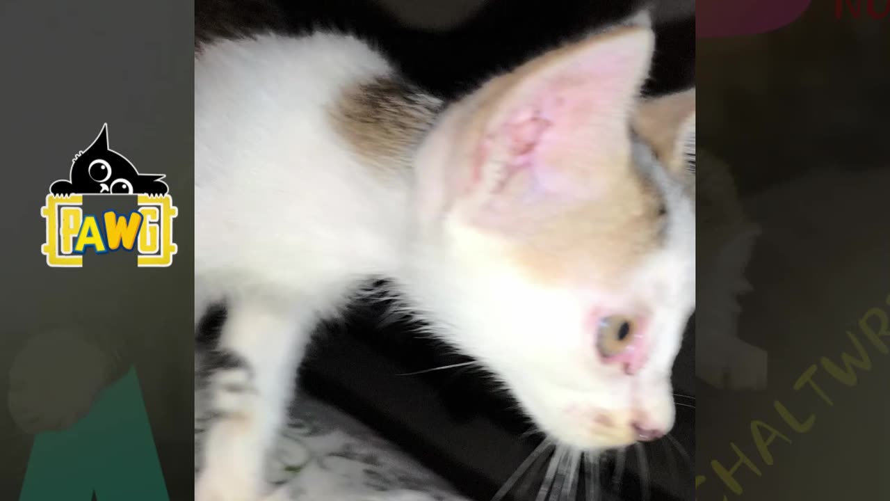 27th July Kitten Vlogs Patch & Alt