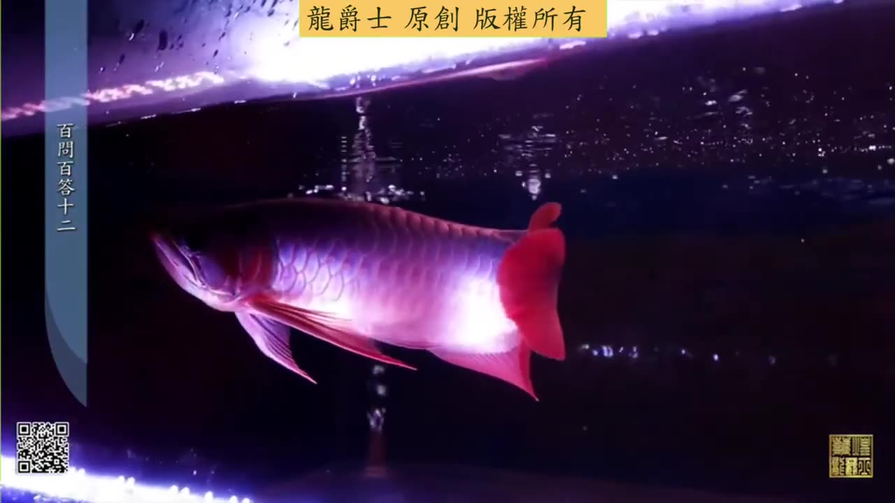 【龍爵士】千問千答 Q119 龍魚趴缸，只有我走過去才游起來如何改善