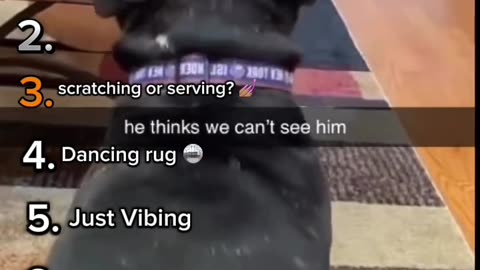 Top 8 VIRAL Dancing Dogs: Try Not To Smile! 😭🐕