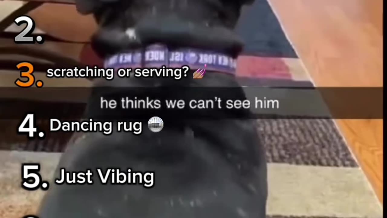 Top 8 VIRAL Dancing Dogs: Try Not To Smile! 😭🐕