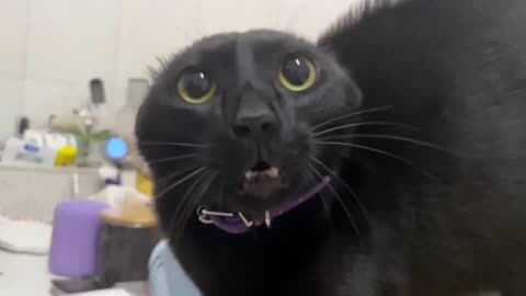 Laugh out loud at hilarious animal moments