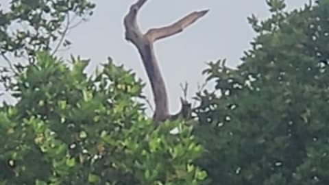 Vulture