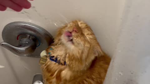 Orange Cat Obsessed With Water
