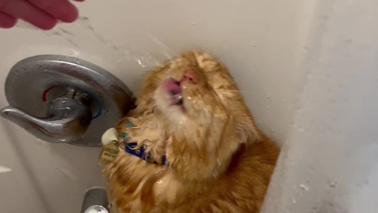 Orange Cat Obsessed With Water