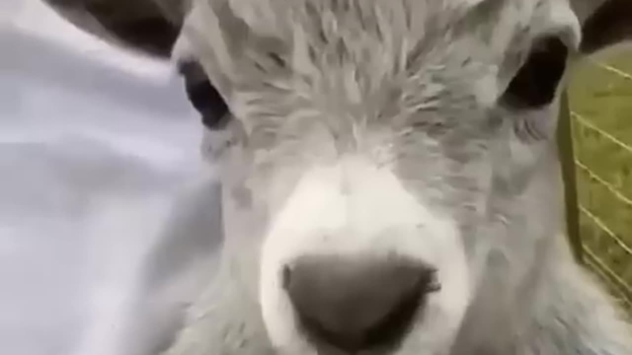 Funny Video Animals