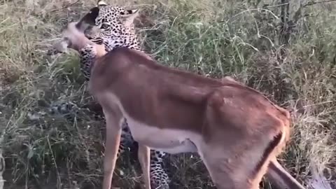 A gazelle between the jaws