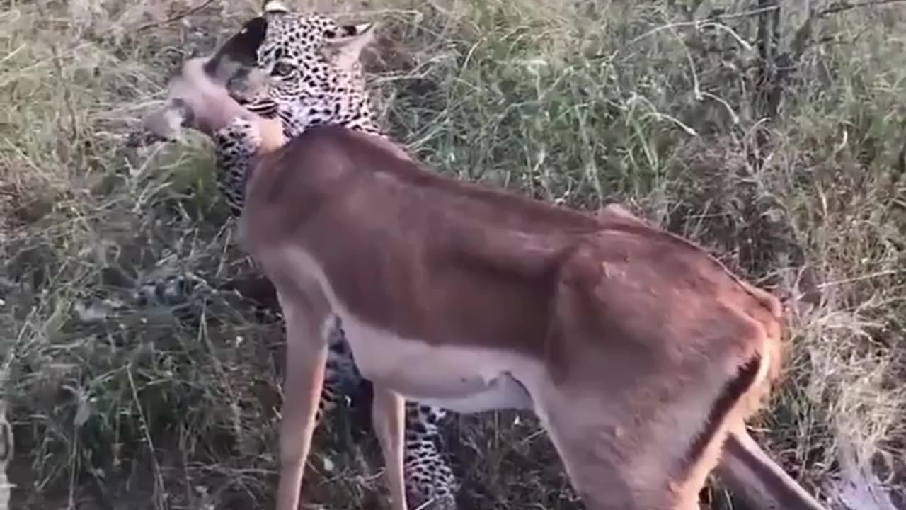 A gazelle between the jaws