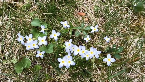Mayflowers
