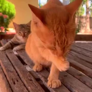 Cute Farm Cat Up Close | Cat Lovers Must Watch