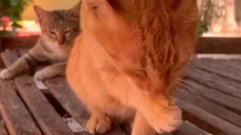 Cute Farm Cat Up Close | Cat Lovers Must Watch