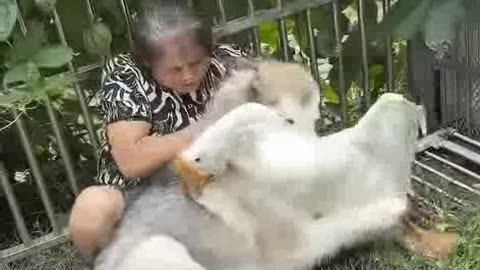 A goose is not a dog's friend.