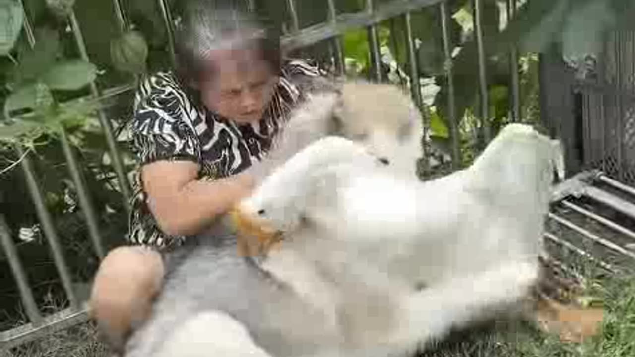 A goose is not a dog's friend.