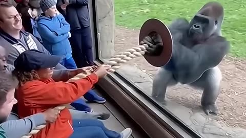 Gorilla vs Humans Tug of War