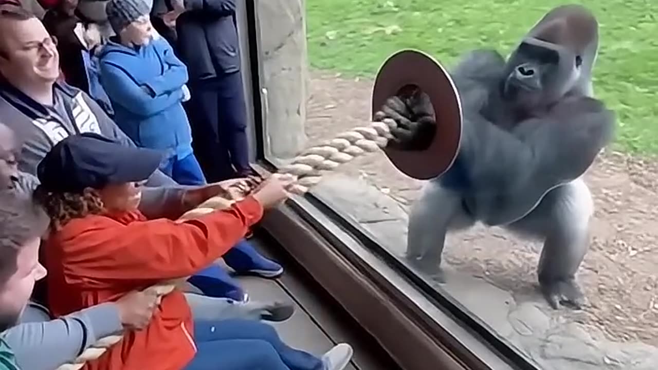 Gorilla vs Humans Tug of War