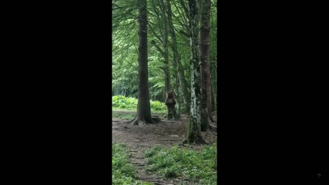 Quick Smile: This is what goes on when no one is watching. A bear.... to music