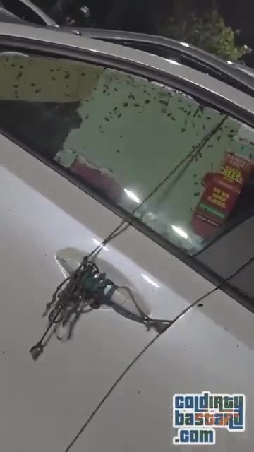 negro's car infested with roaches