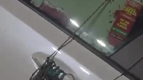 negro's car infested with roaches