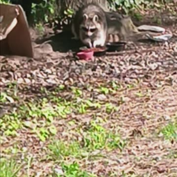 Raccoon eating