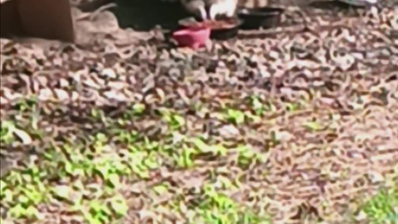 Raccoon eating