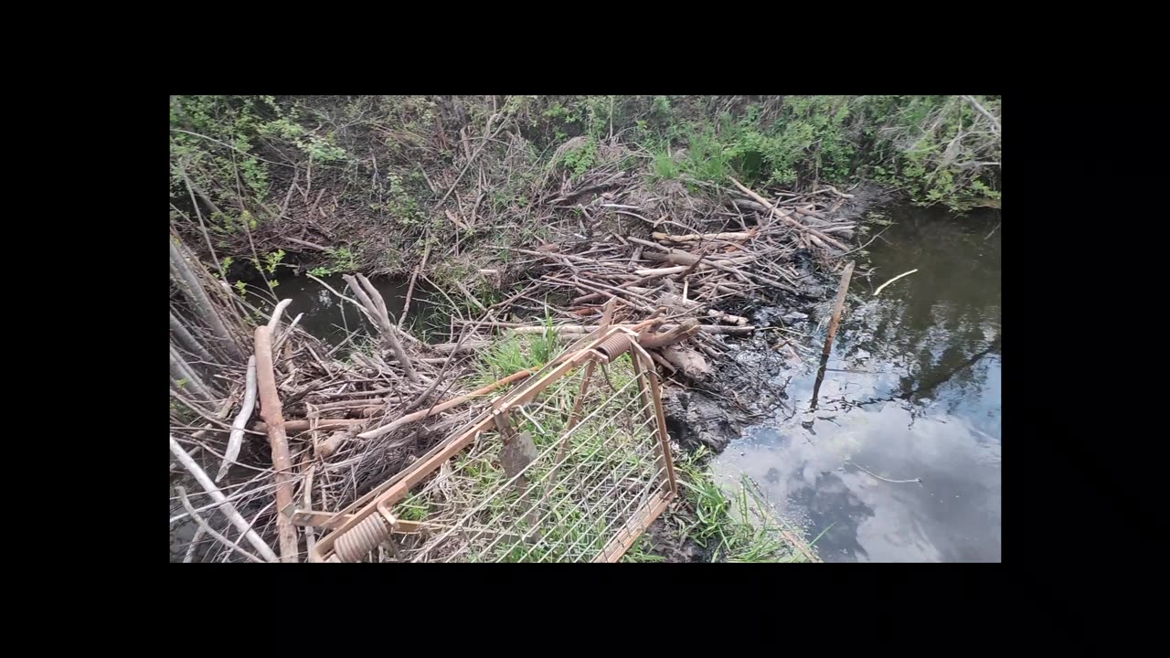 How To - Setting Koro Clam Live Beaver Trap