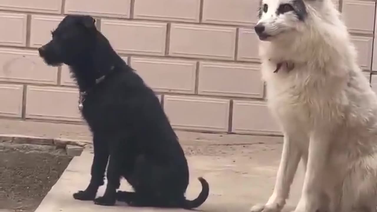A fox raised with a dog, now trying to bark like one!