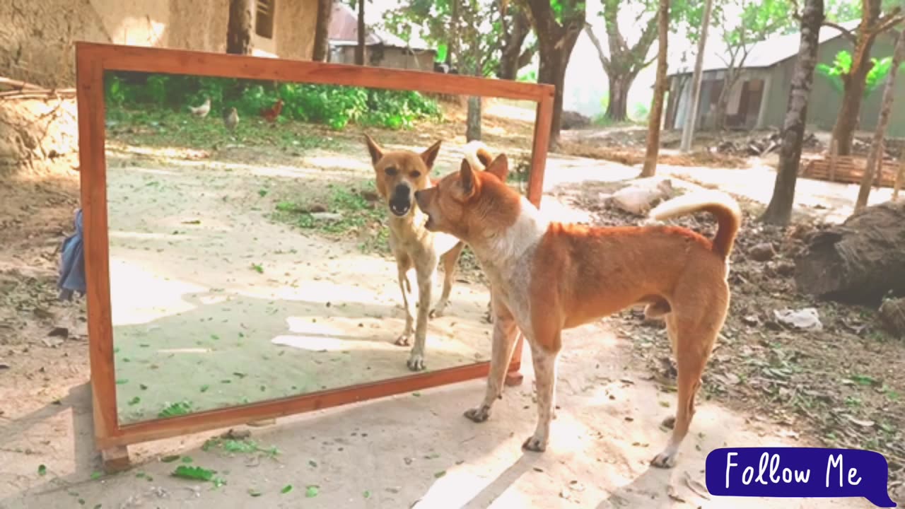 Very angry dog vs mirror reaction | comedy video | Mirror reaction Super