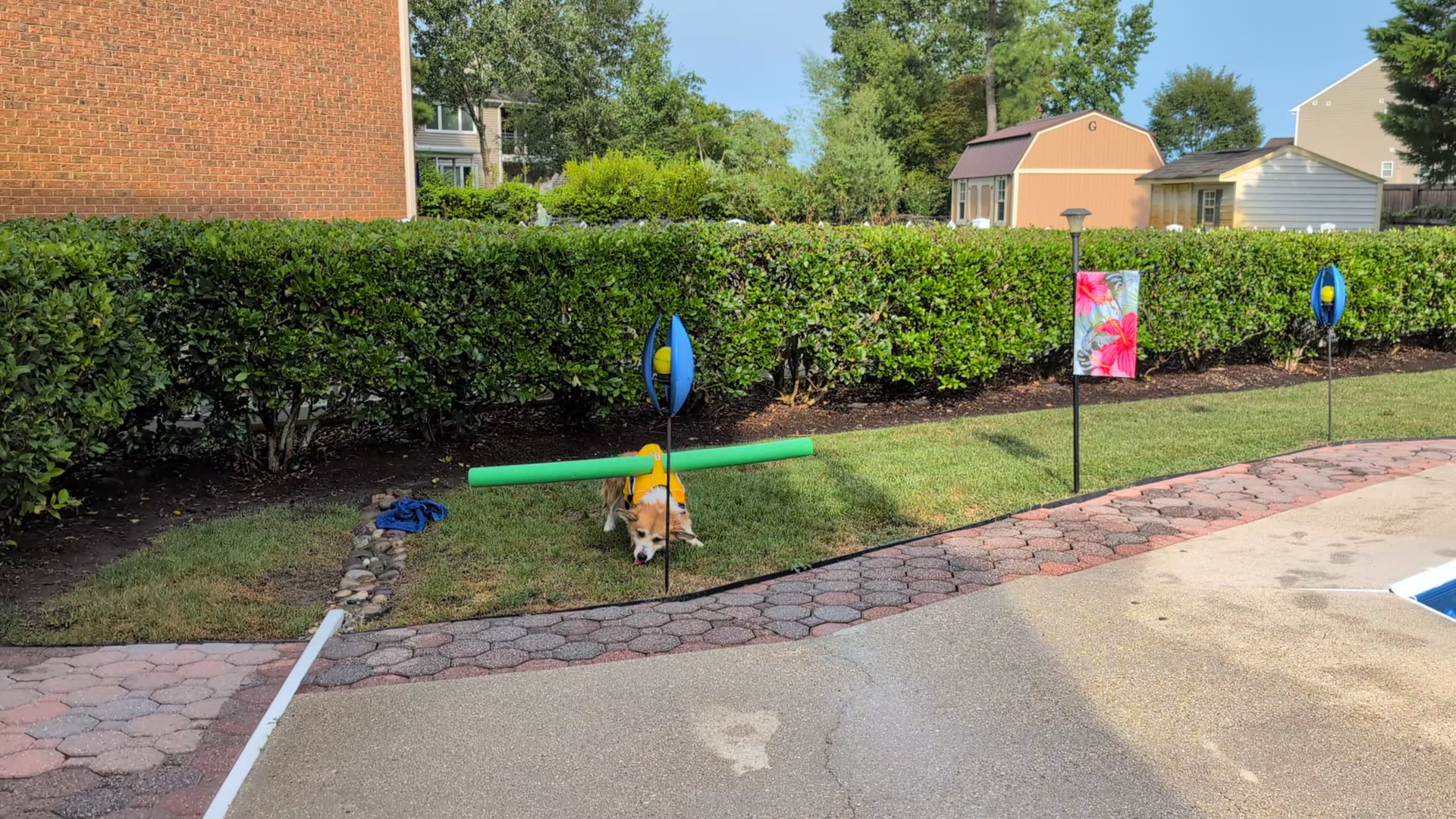 Corgi Swims with Pool Noodle Stabilizer
