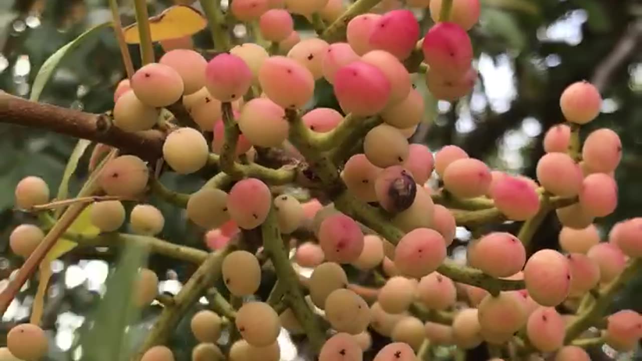 Menengiç (Pistacia terebinthus)