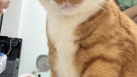Cat Playing | FunnyCat |Animal_Comedy