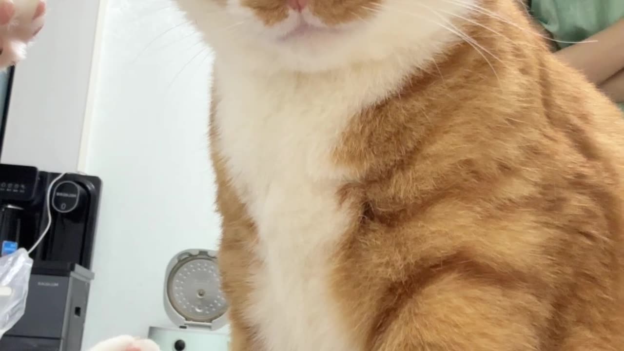 Cat Playing | FunnyCat |Animal_Comedy