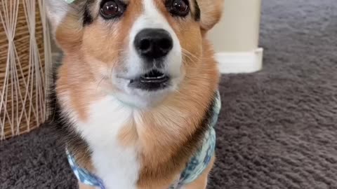 A Cutesy Corgi Moments😍🤣