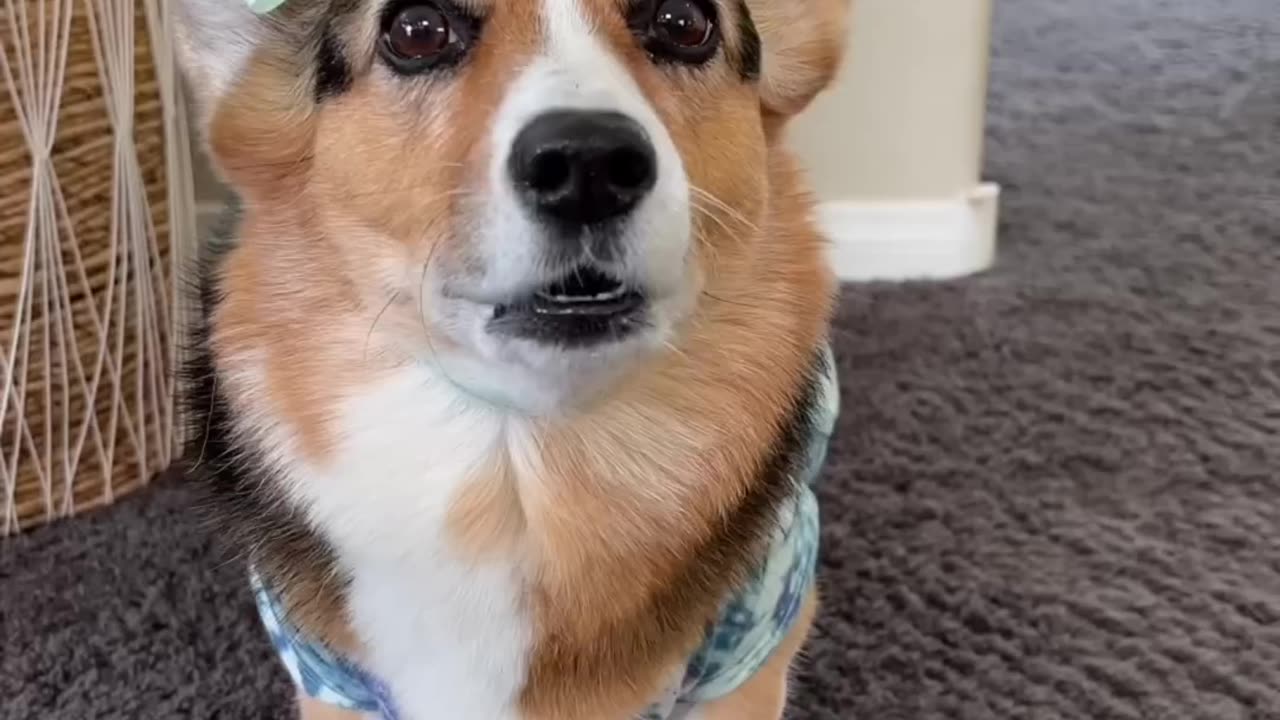 A Cutesy Corgi Moments😍🤣