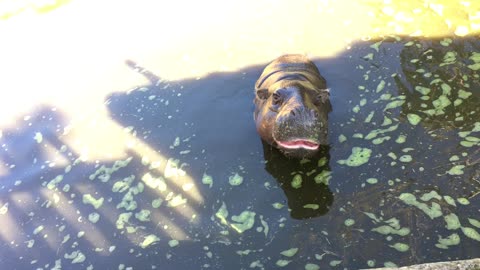 Lagos Zoo (Algarve, Portugal) 22