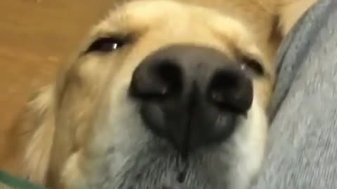 Fun Animals