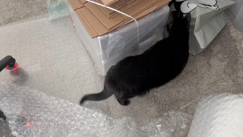 Cute Precious Piper Continues Her Office Inspection - My Adopted Shelter Cat Vlog