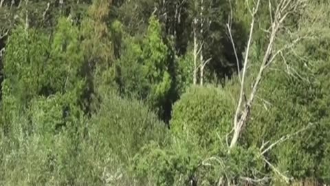 cow