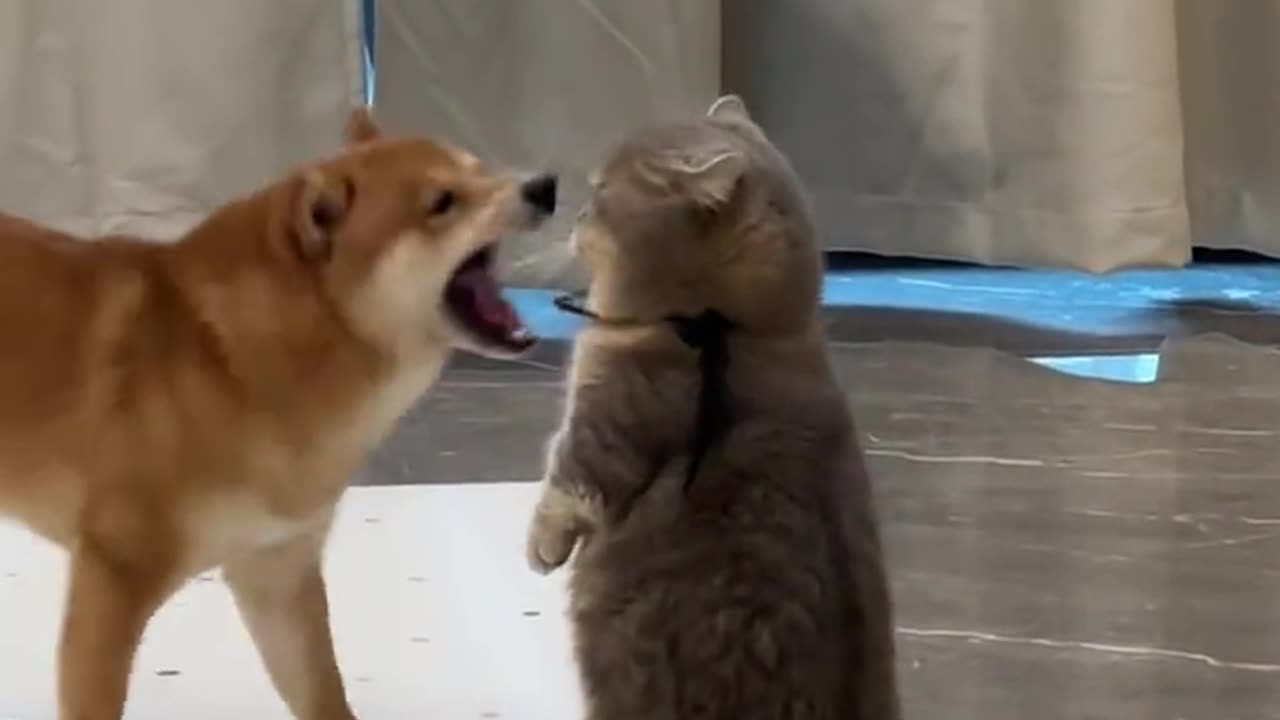 Playful Interaction Between a Dog and a Cat