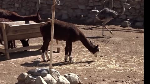 alpacas