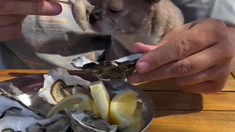 😂🐾 He Didn't Want It and the Reaction is Priceless! | FunFM