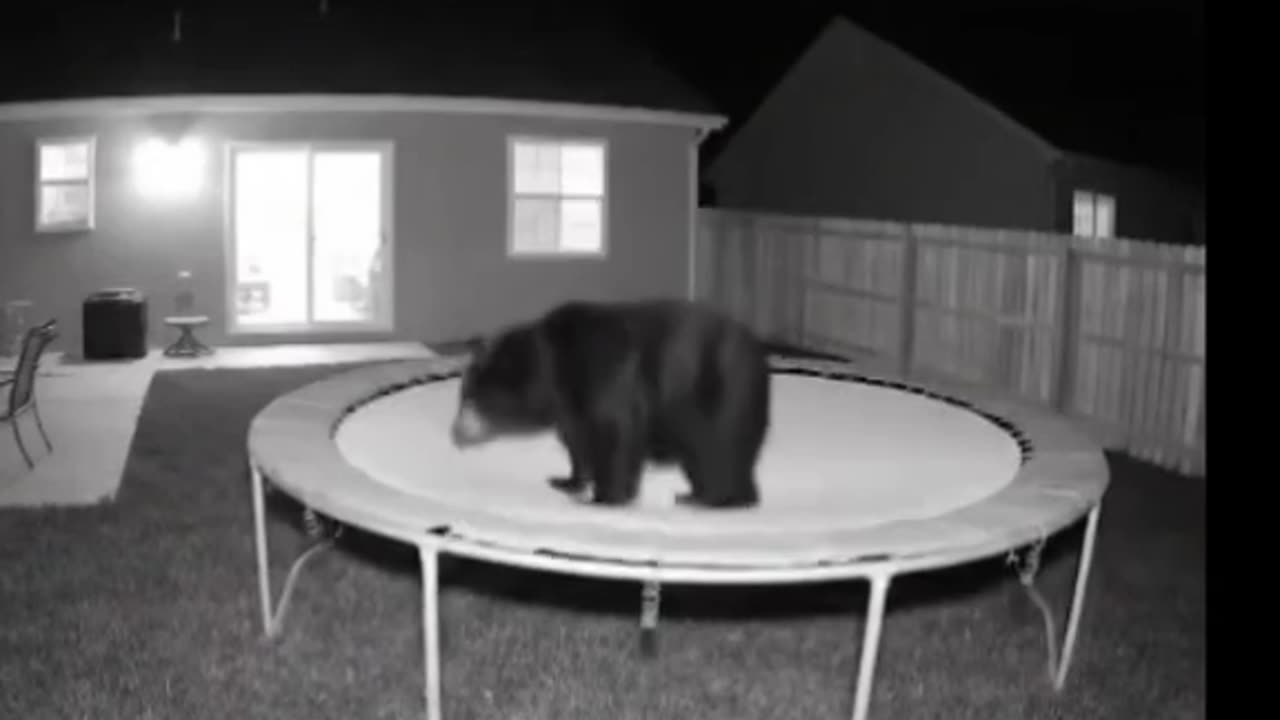 Animals on trampolines!