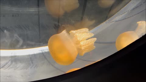 Upside Down Jellyfish