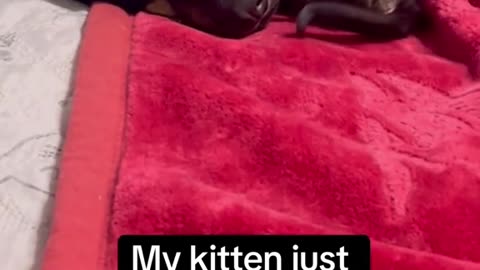 My kitten just approached my dog for a cuddle for the first time...