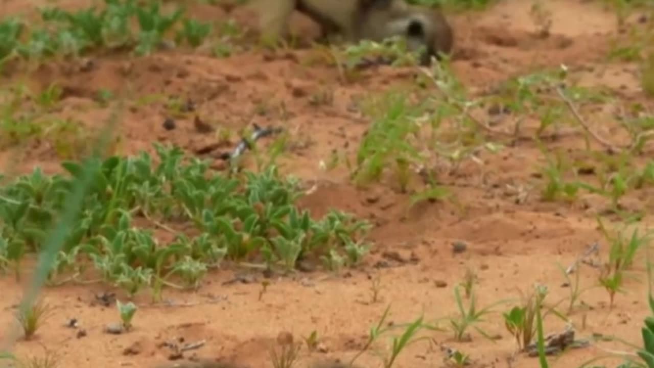 Bébé suricate incontrôlable 😈 | This baby meerkat is absolutely unhinged