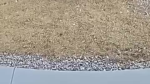 Shorts - Porch Pirates