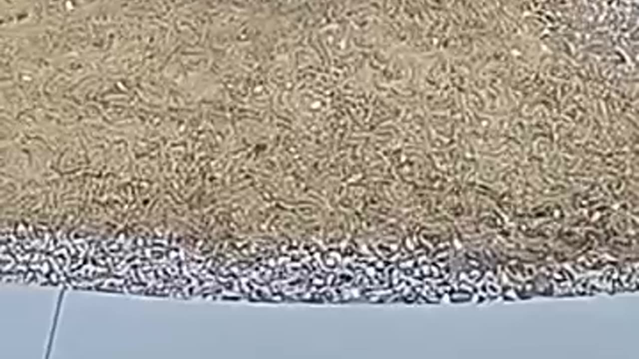 Shorts - Porch Pirates