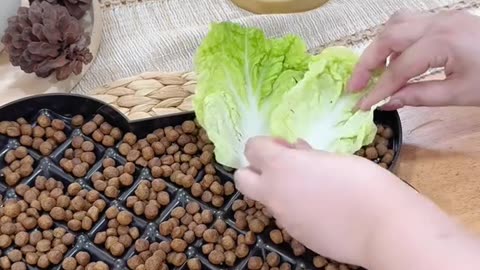 Rech Dog's Comedy Videos 🤣 so cute videos 😍 funny videos in puppies comedy scenes 😂 Live Camera HD 😂