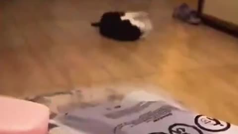 😂 For Cat Lovers.. | FunFM